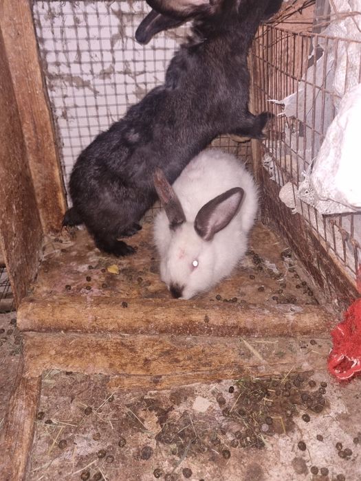 Кролики калефорня