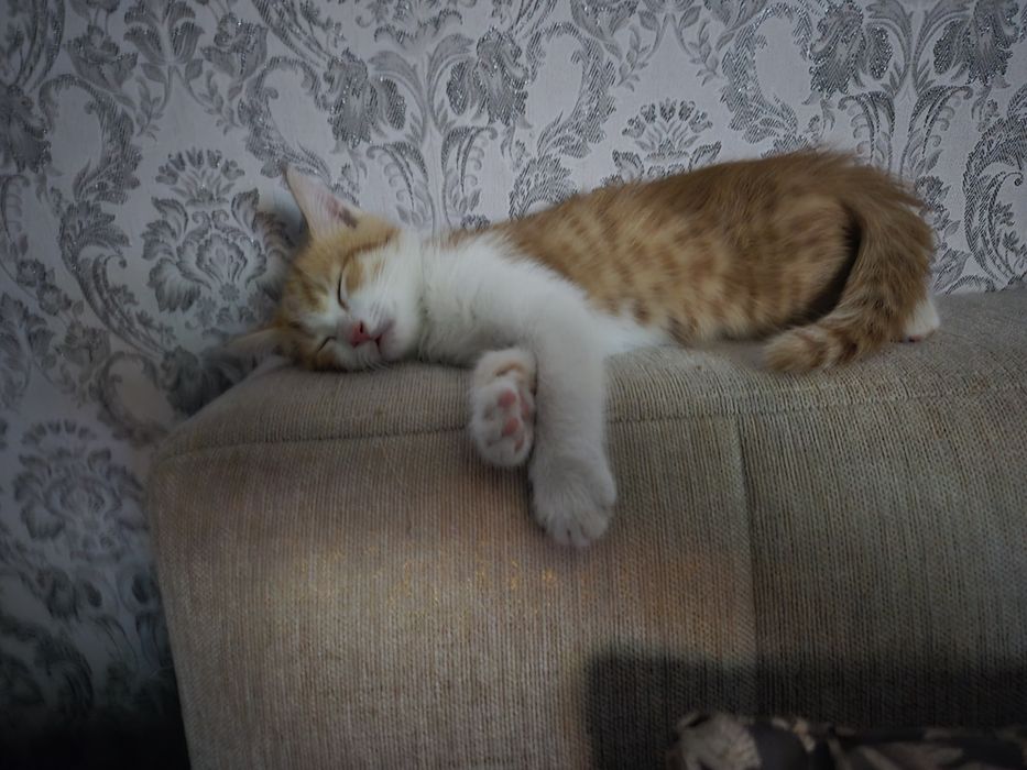 Мои сладкие котятки