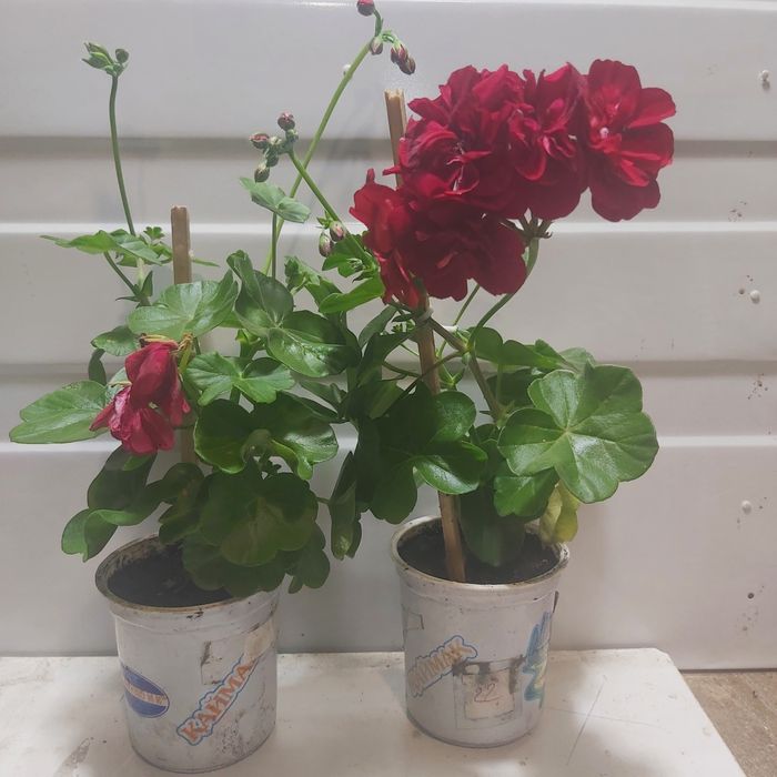 Продам плющелистную пеларгонию