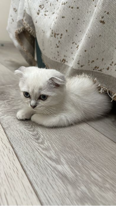 Вислоухий шотланский мальчик