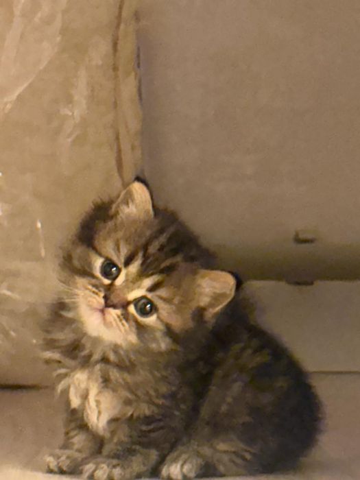 Продается котята