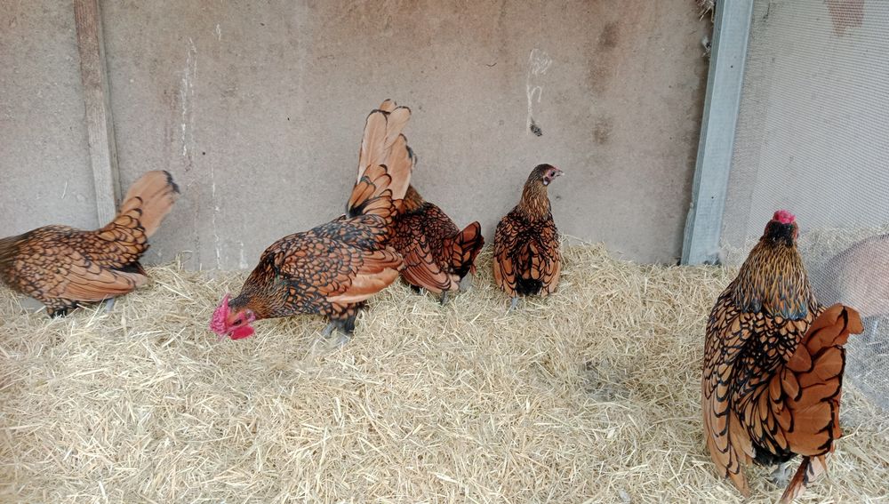 Сибрайт залатойлар сотилади