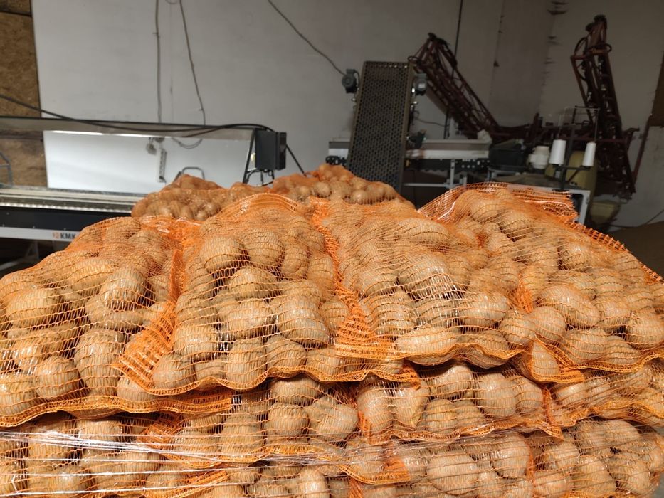 Cartofi de consum Paradiso