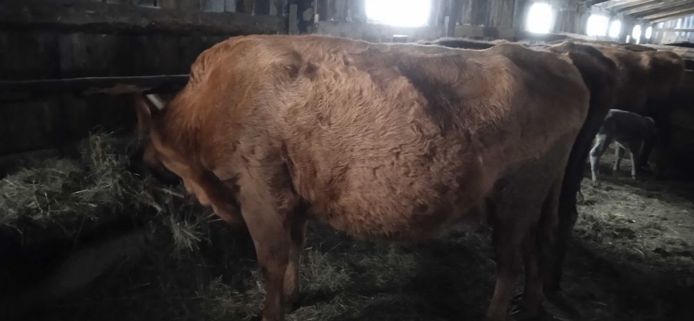 40 голов крс. телята. телки.