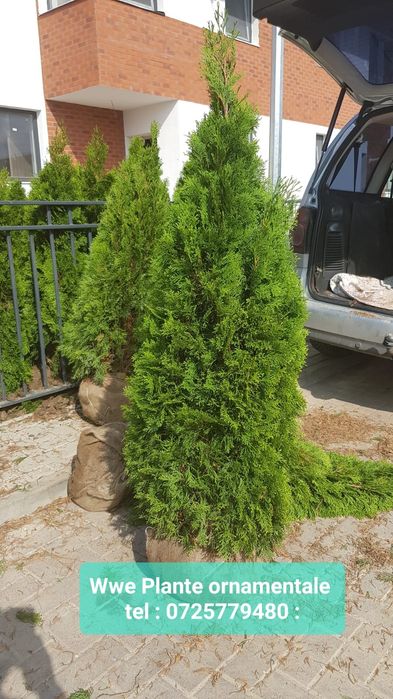 Mesteacăn mutitulpinar cu coaja alba decorativ _ Tei argintiu_ Platani