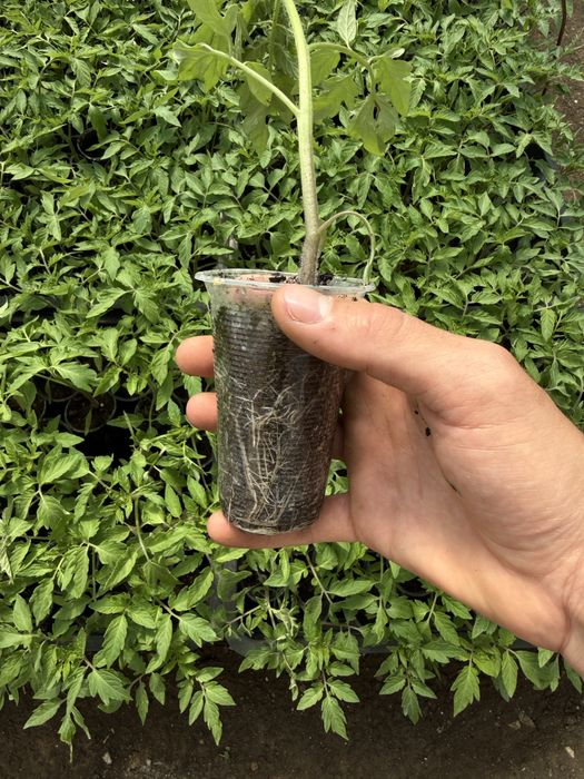 Разсад домати ранни- директно от производител!