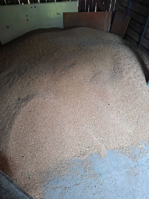 Triticale de vânzare, prod. 2026