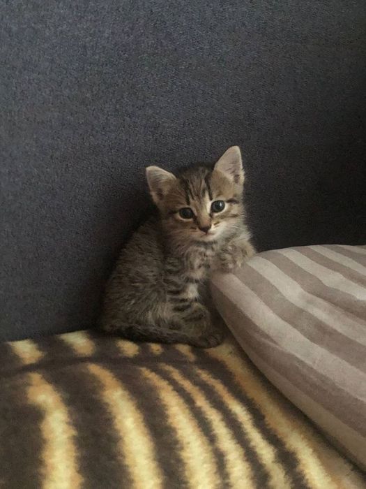 Котенок в добрые руки