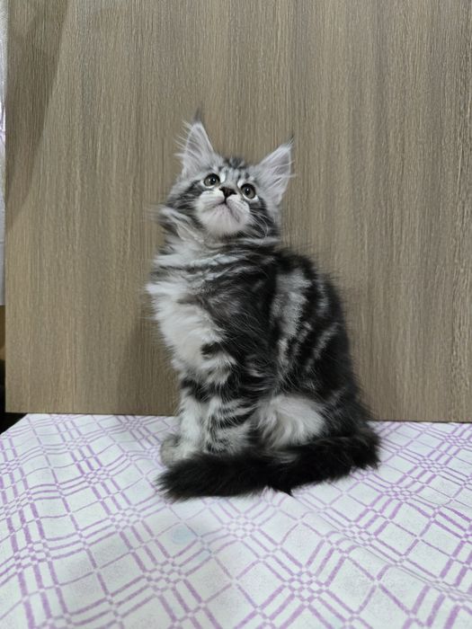 Мейн-кун девочка