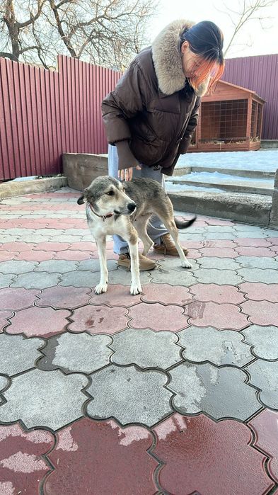 Собачка ищет дом!!
