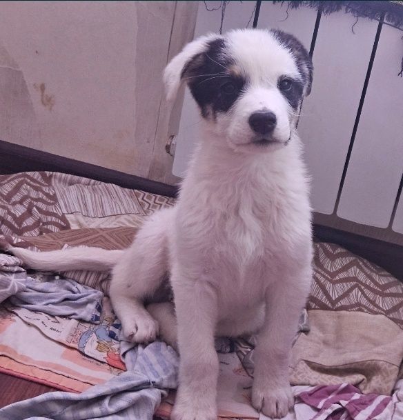 Отдам щенков 2,5  месяца