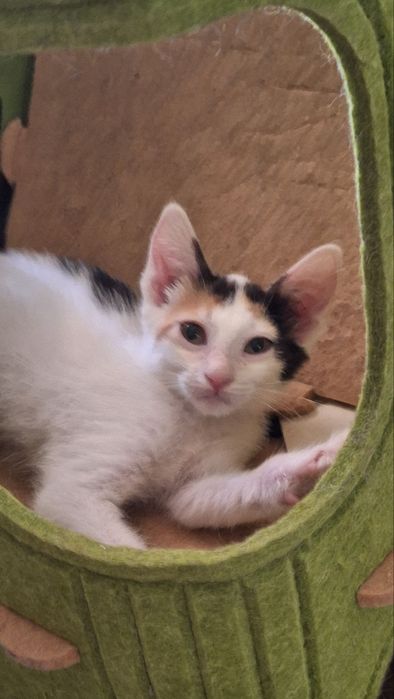 Котенок (девочка)