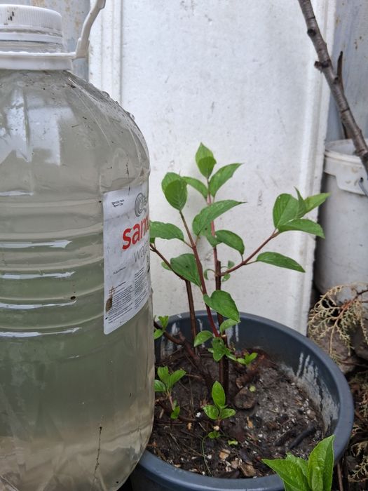 Гортензии метельчатая.