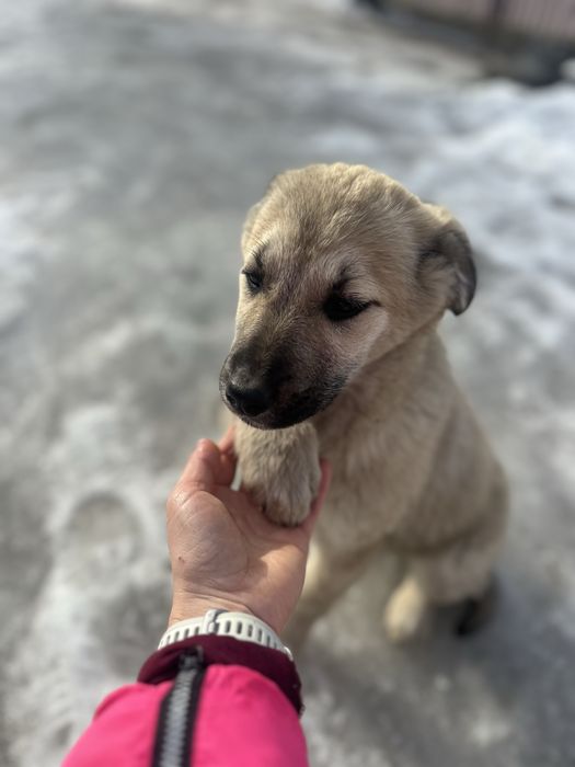 Щенок бесплатно даром