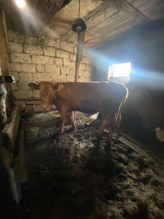 Продам телочку .