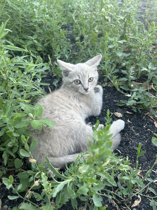 Отдам котенка в добрые руки