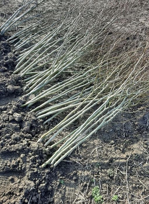 Puieti de salcie si răchită