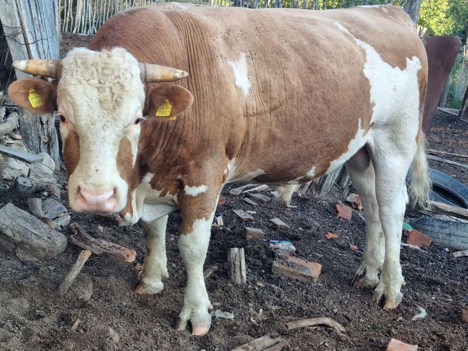 Tauri si vaci de vinzare