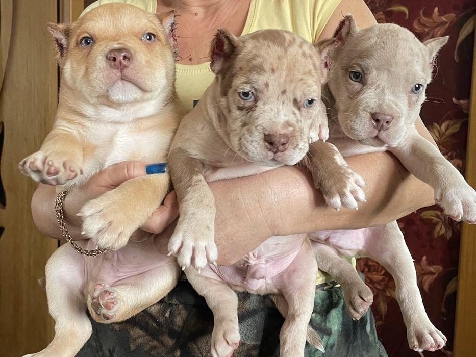 Американский булли