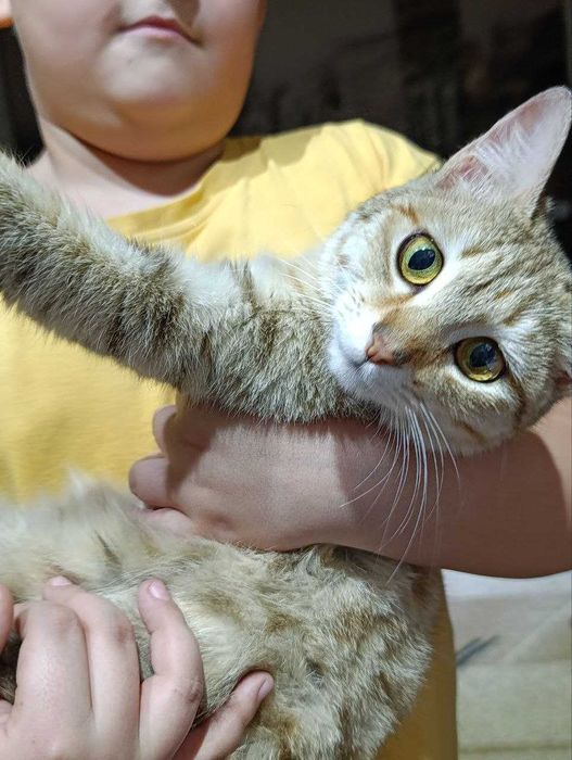 отдам кошечку в хорошие, добрые  руки