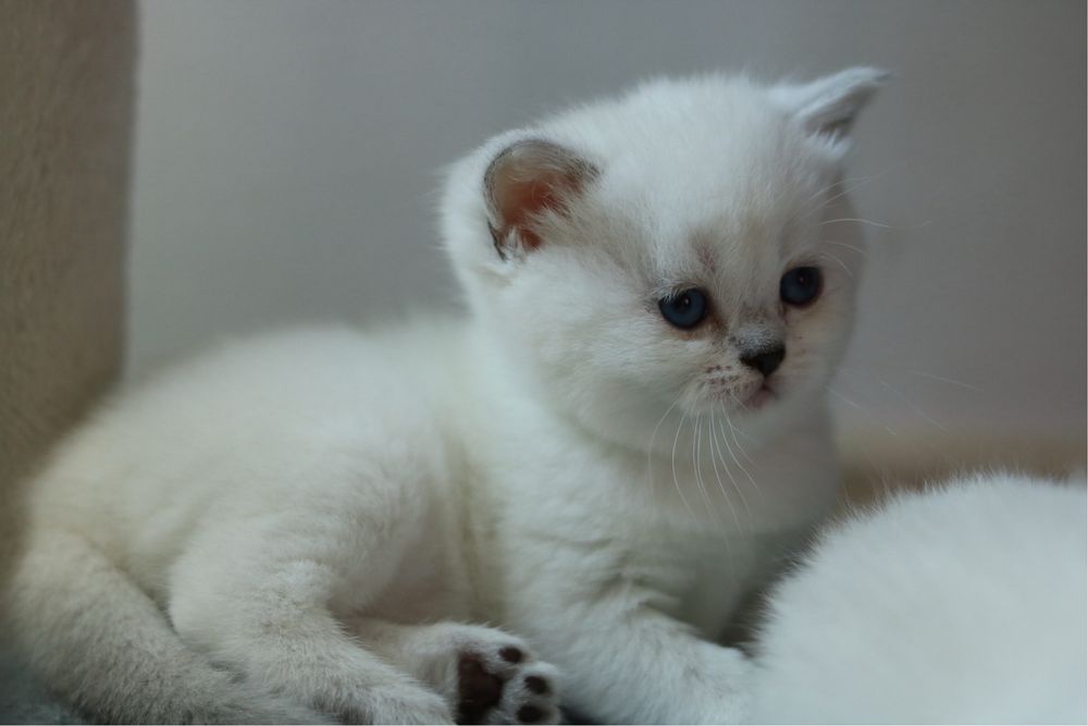 Британски късокосмести котенца – Silver Shaded, Golden Shaded и Colourpoint