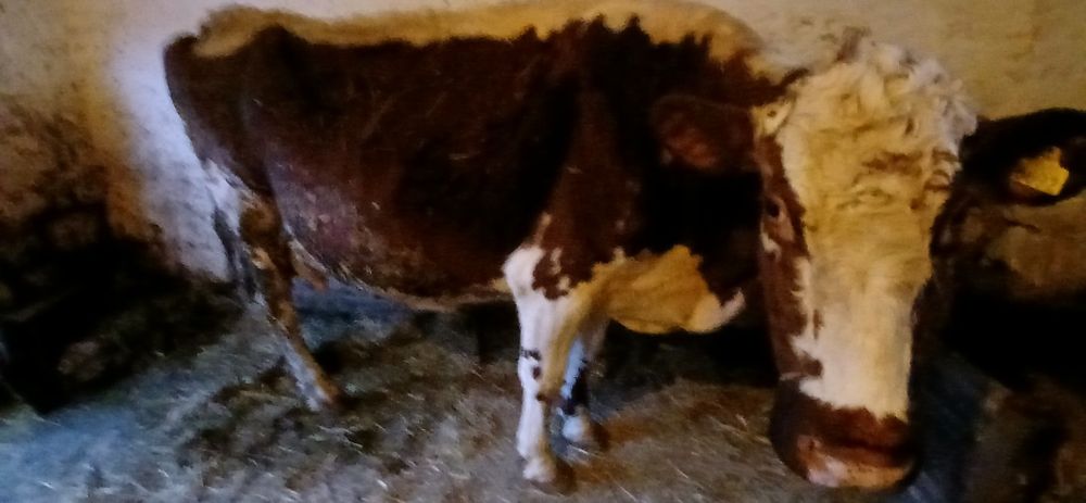 Vând vaca gestantă în 5 luni