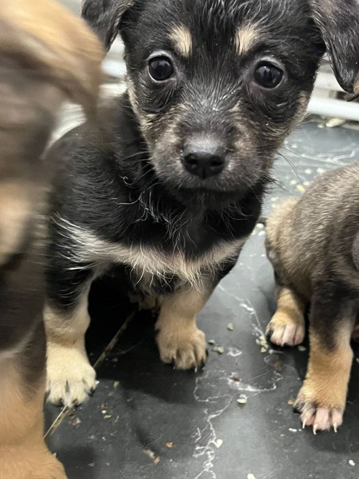 Отдам щенков бесплатно