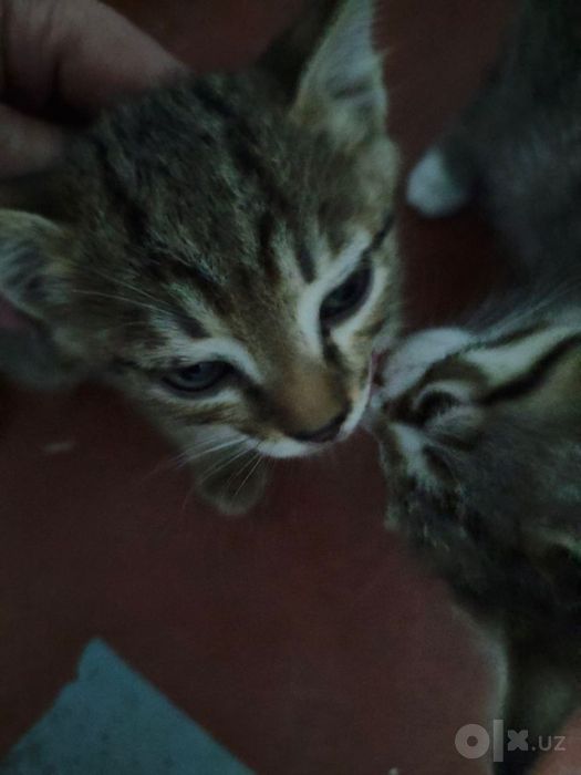 Котята 2 штуки отдам в хорошие и добрые руки