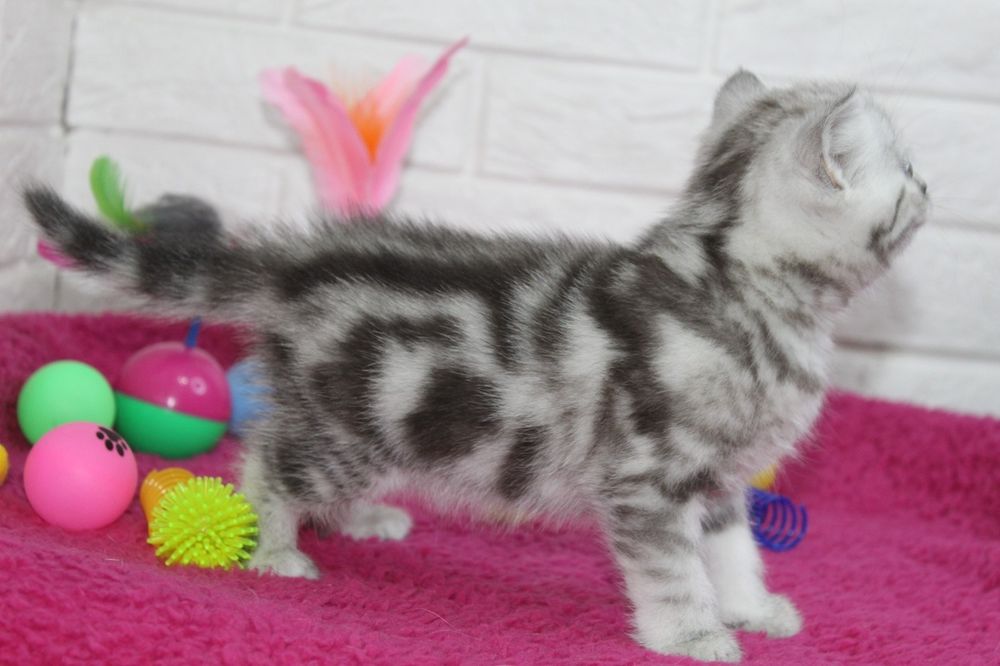 Шотландские котята-мраморята