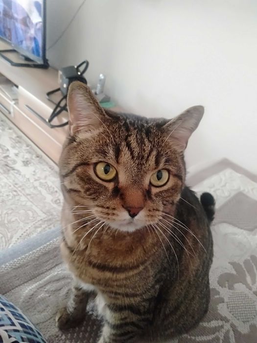 Кота в хорошие руки