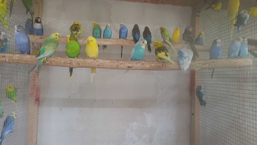 Perusi en-gros sau la bucata