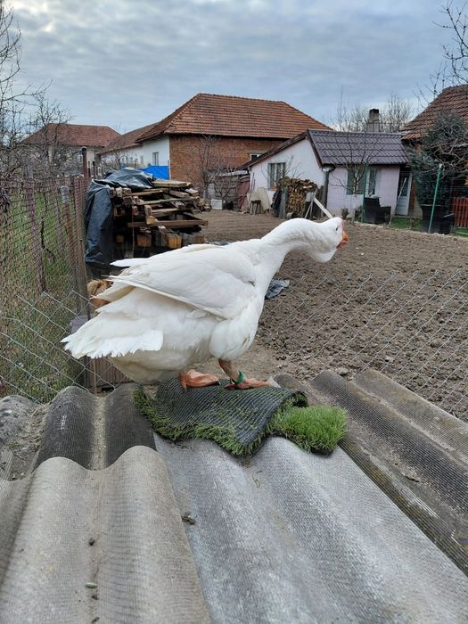 Vând un gâscan holmogor original