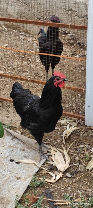 Ayamsemani Qorashaxzoda xõrozlar  Margilonda