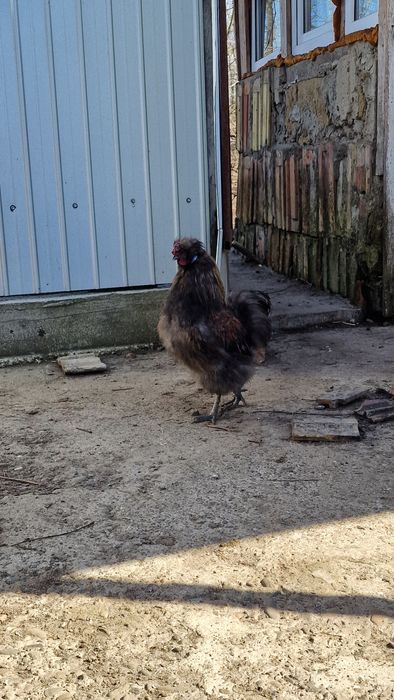 Cocoși Matase Japoneza