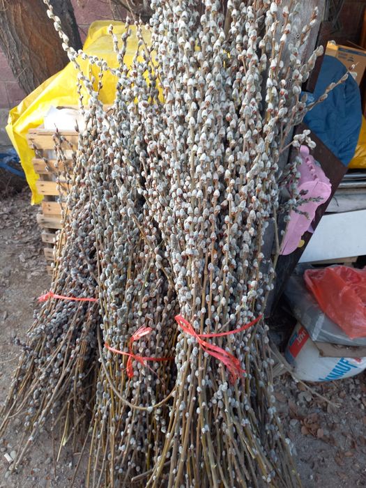 Верба свежая пушистая