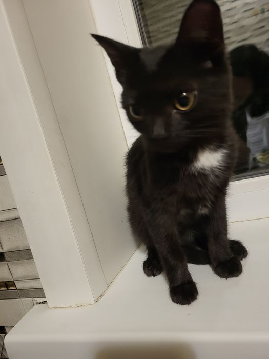 Отдаём черного котенка