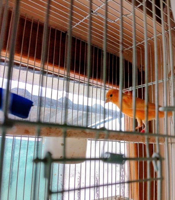 Канарейка кизил таййор ишлаган нар модалар бор