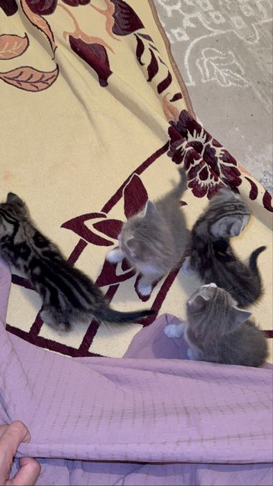 Британский мысықтар сатылымда