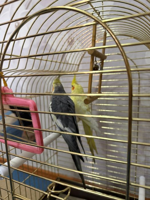 Продам двух попугая Корелла