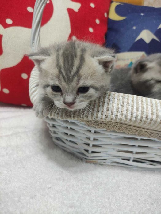 Шотландские котята бронь