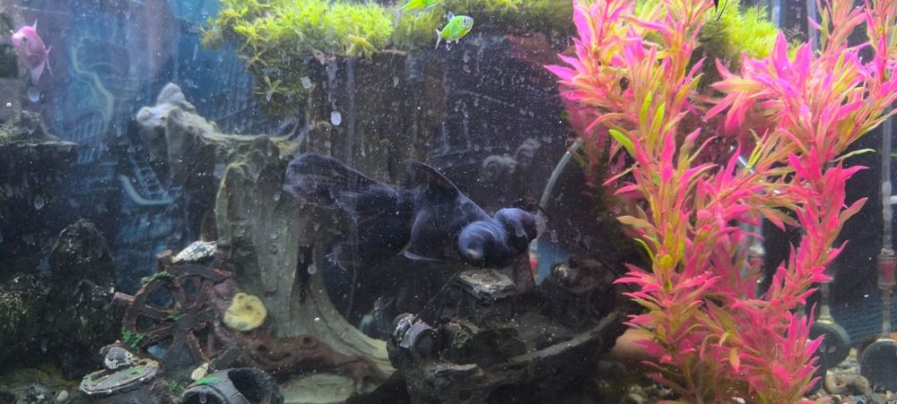 Продам телескопа аквариумного