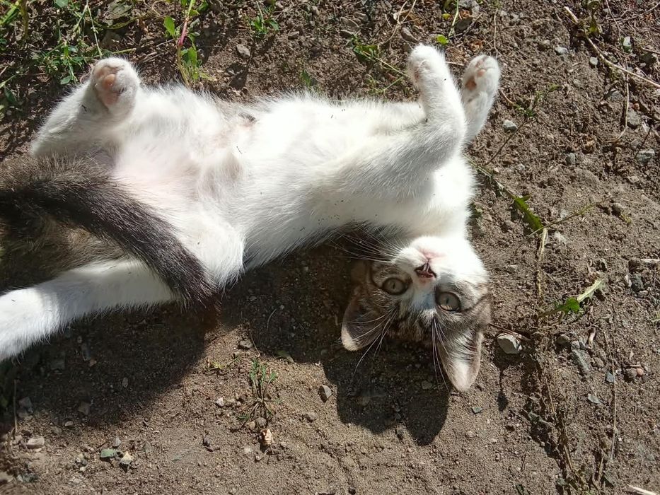Котенок мальчик бесплатно