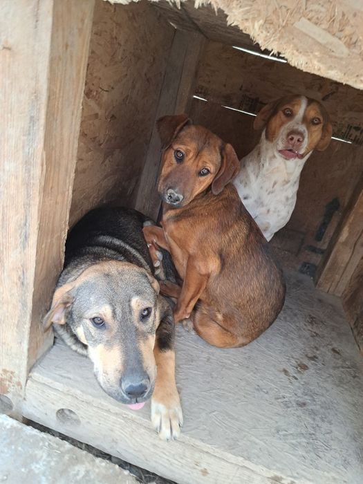 Отдам в хорошие руки