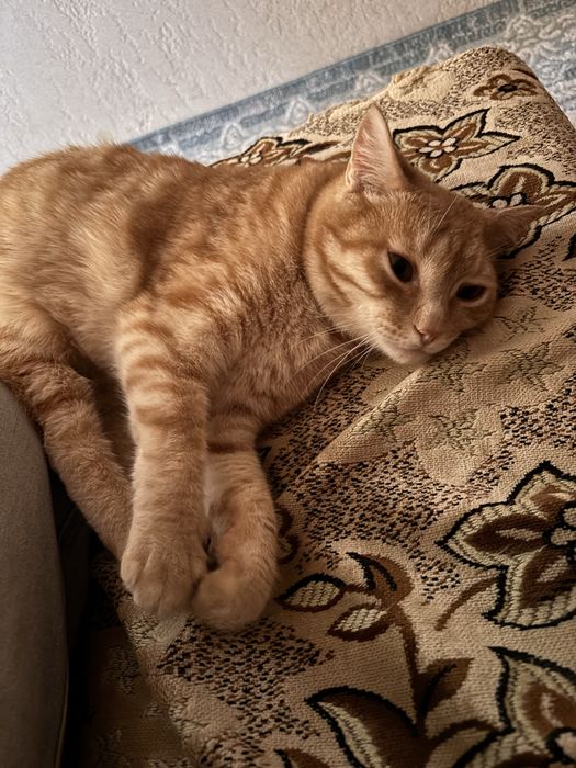 Кот по кличке Рыжик