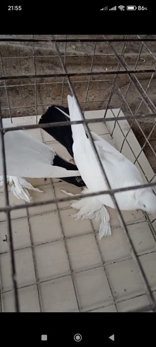 Продается голуби