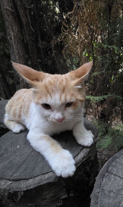 Отдадим котёнка даром