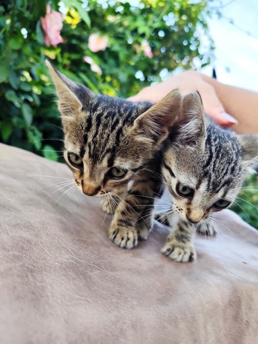 Ofer pui de pisică spre adopție GRATUIT