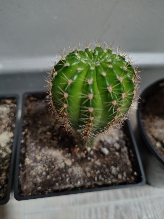 Кактус суккулент