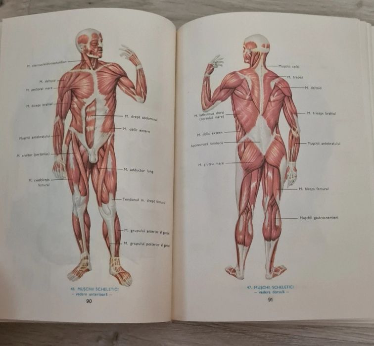 Mic atlas de anatomia omului (Dem. Theodorescu)