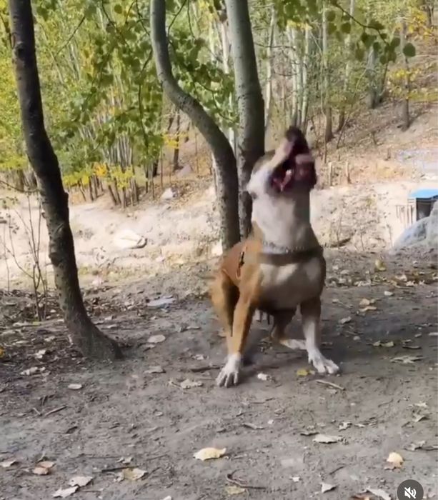 Кобель стафф для вязки